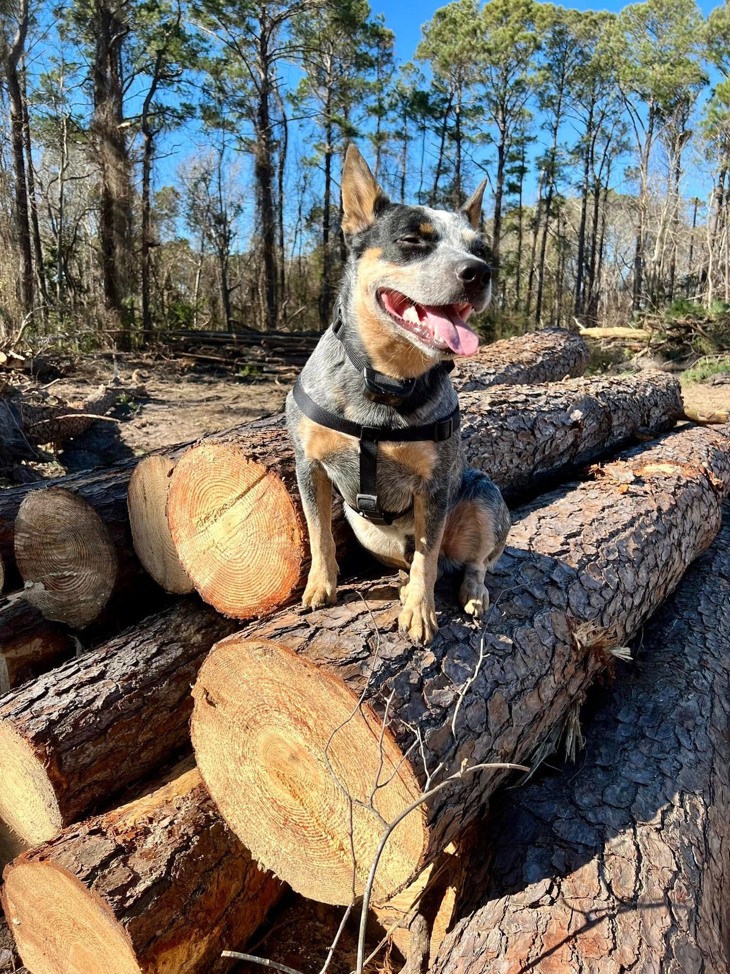 Quote for Sawmill Lumber